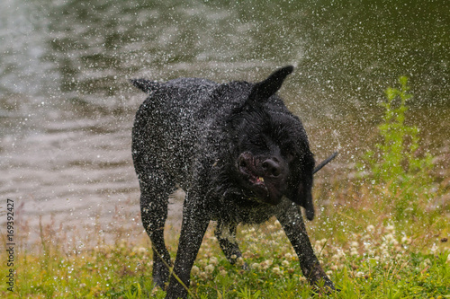 Black Labrador retriever dog. photo