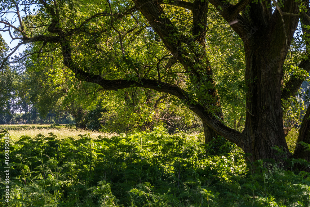 Obraz premium Dormagen Rheinfeld 5817