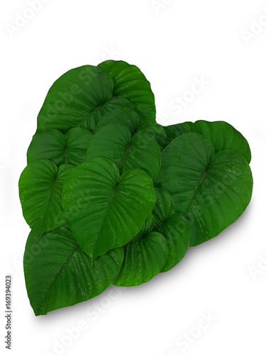 Heart leaf white isolate background