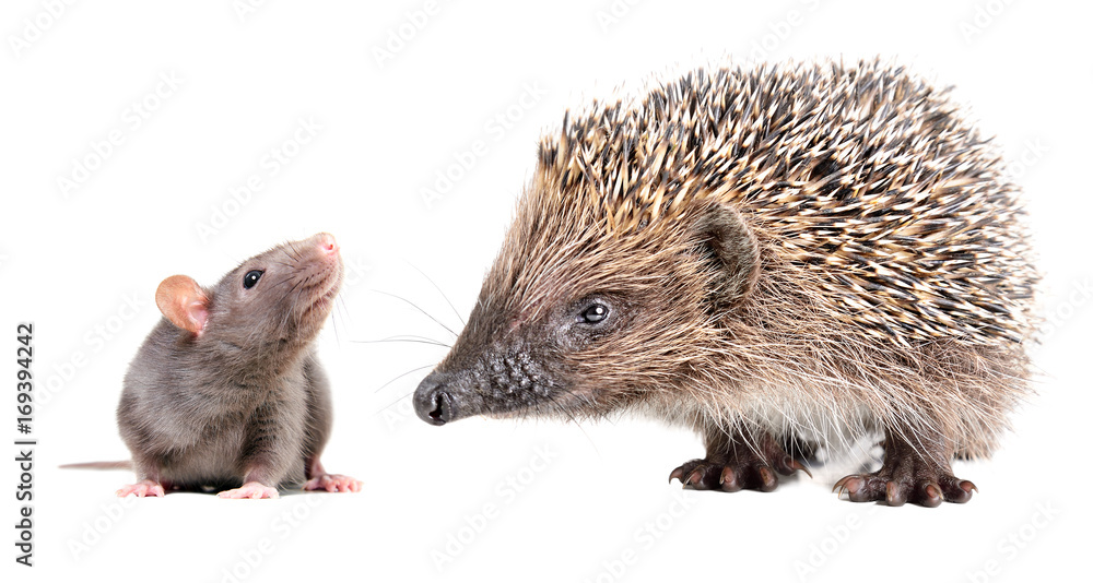 Fototapeta premium Portrait of curious gray rat and cute hedgehog, isolated on white background