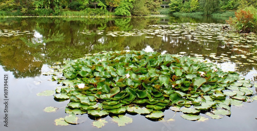 Beautiful pond with water lilies in a small garden near the Rosenborg Palace  Copenhagen  Denmark