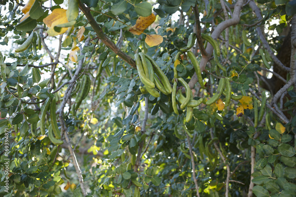 Carob tree in summer, Colorful photo of carob tree with green background, Selective focus with shallow depth of field Carob tree in summer, Colorful photo of carob tree with green background, Selective focus with shallow depth of field