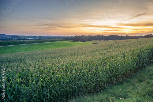 Green Field and Beautiful Sunset with a corn field in the foreground.
