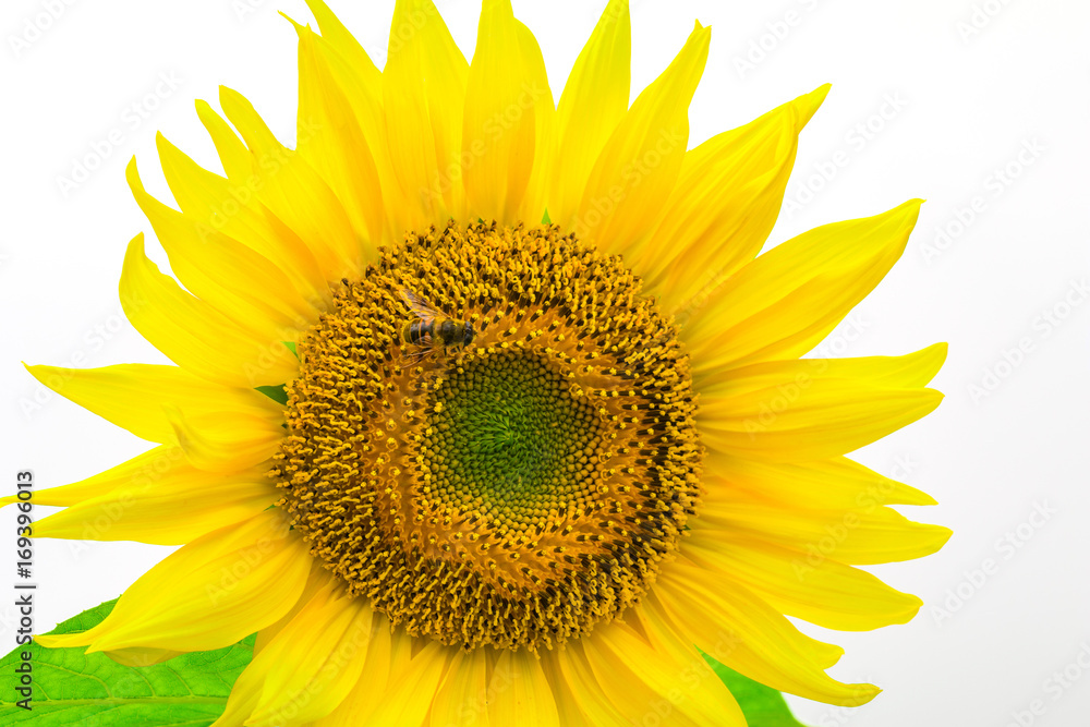 Fototapeta premium Sunflower isolated on white background with clipping path by Macro lens .