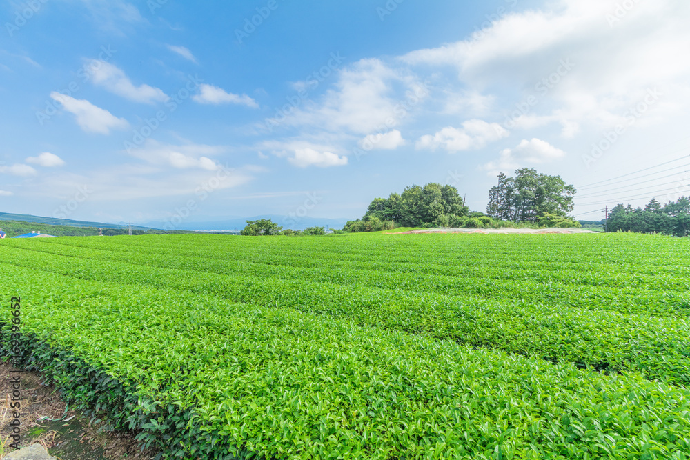 Fresh green tea farm in spring , Row of tea plantations (Japanese green tea plantation) with blue sky background in Fuji city ,Shizuoka prefecture, Japan. Fresh green tea farm in spring , Row of tea plantations (Japanese green tea plantation) with blue sky background in Fuji city ,Shizuoka prefecture, Japan.