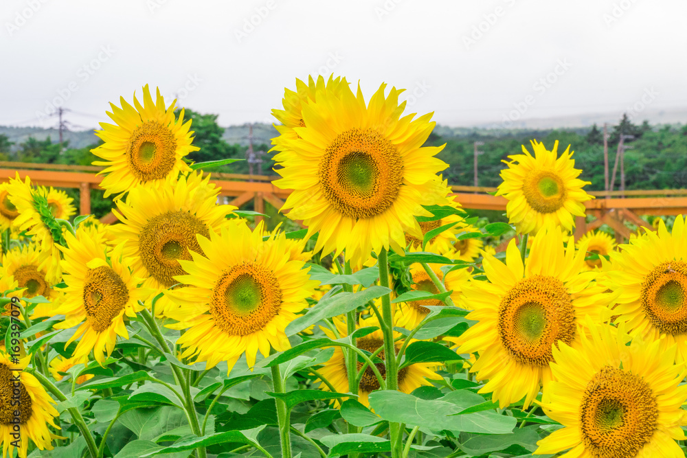 Obraz premium Sunflowers field blooming in the garden at sunny summer or spring day in Yamanashi Prefecture, Japan .