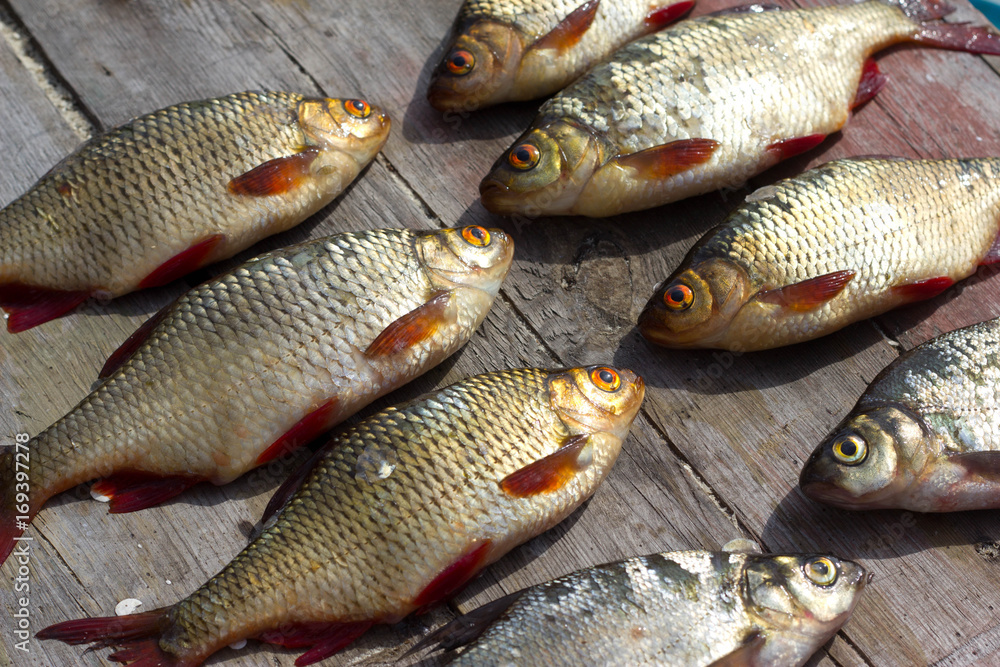 Fresh fish European roach Fresh fish European roach