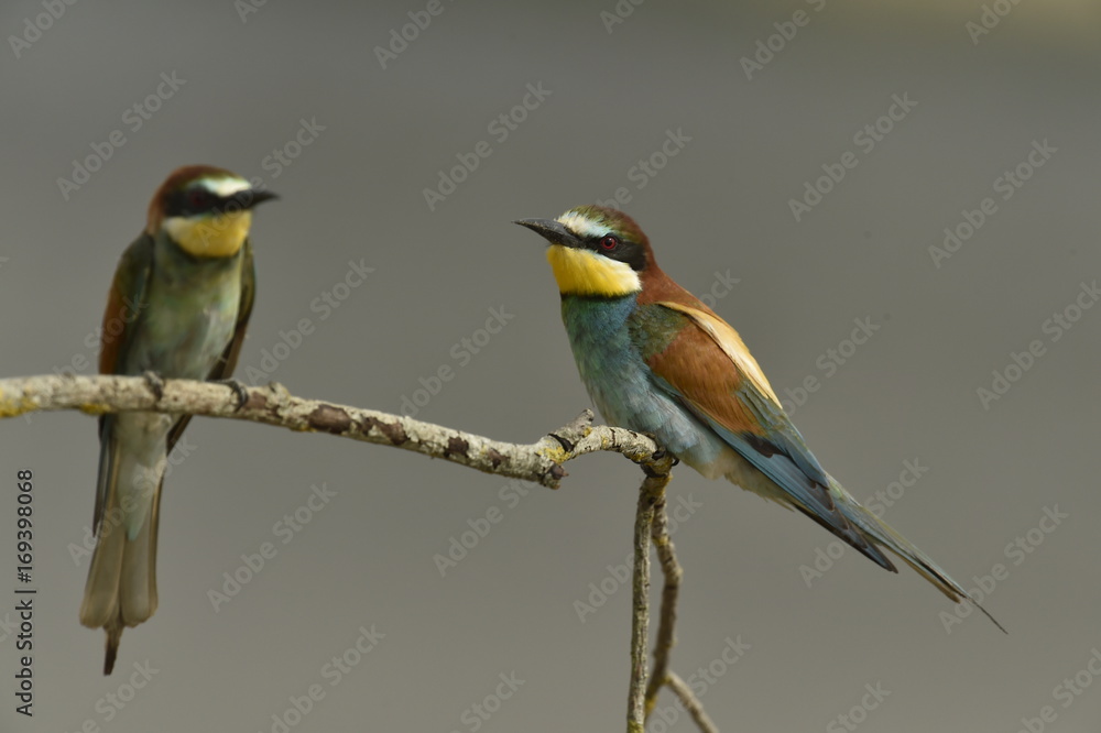 Fototapeta premium guepier d'europe