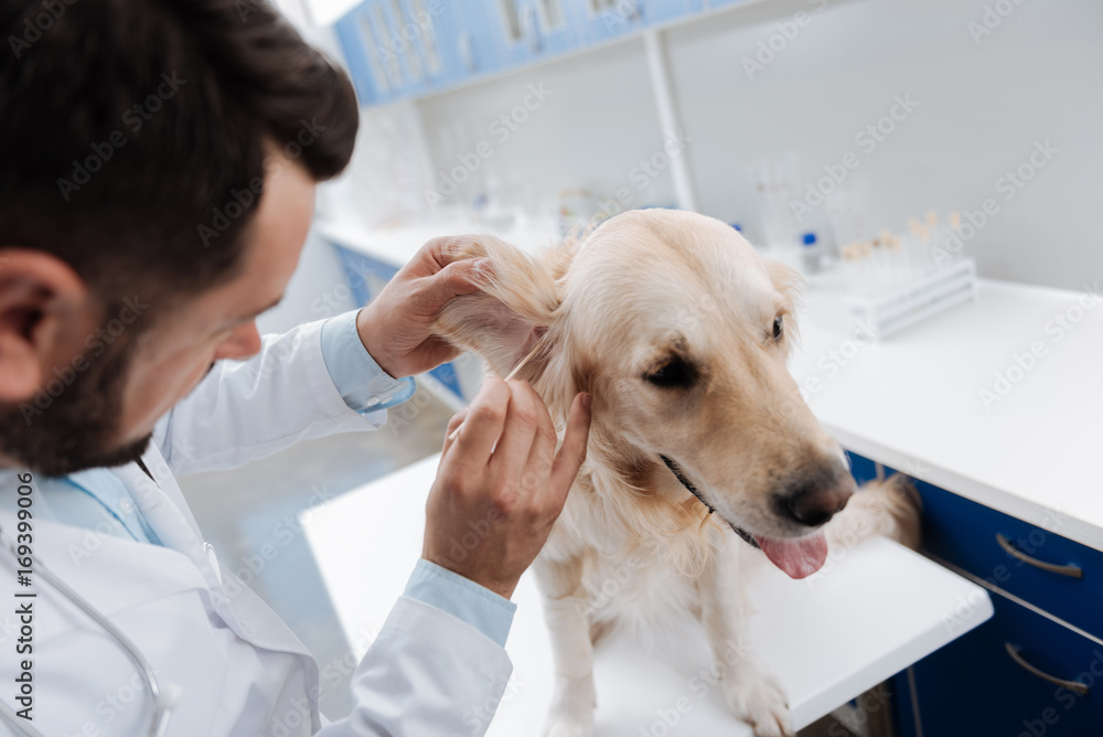 Attentive veterinarian cleaning ears of Labrador