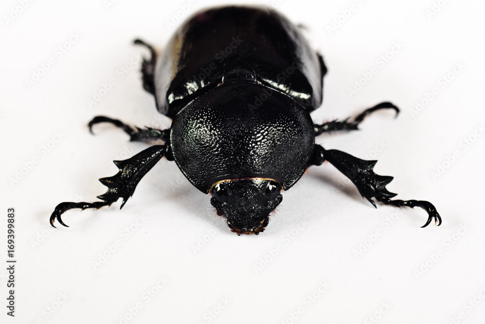 beetle Lucanus cervus female isolated on white background, dorsal view of beetle beetle Lucanus cervus female isolated on white background, dorsal view of beetle