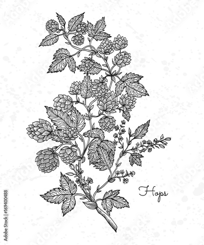 Beer hops branch with leaves and hop cones. Vintage engraved hops for labels, packaging, poster with production process brewery beer. Hand drawn design element. All element isolated.