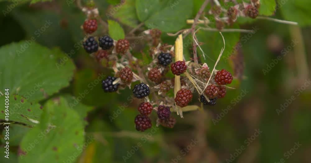 Blackberries Blackberries