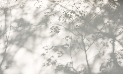Tree leaves shadow on wall Nature Abstract background