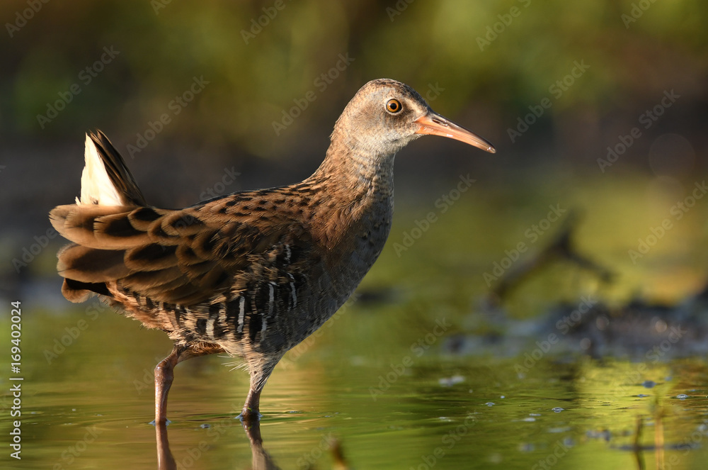 Fototapeta premium Water Rail - Rallus aquaticus