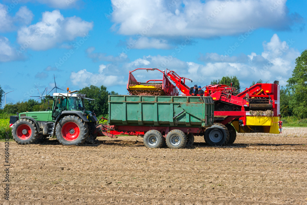 Fototapeta premium Loading of the harvested potatos - 0020