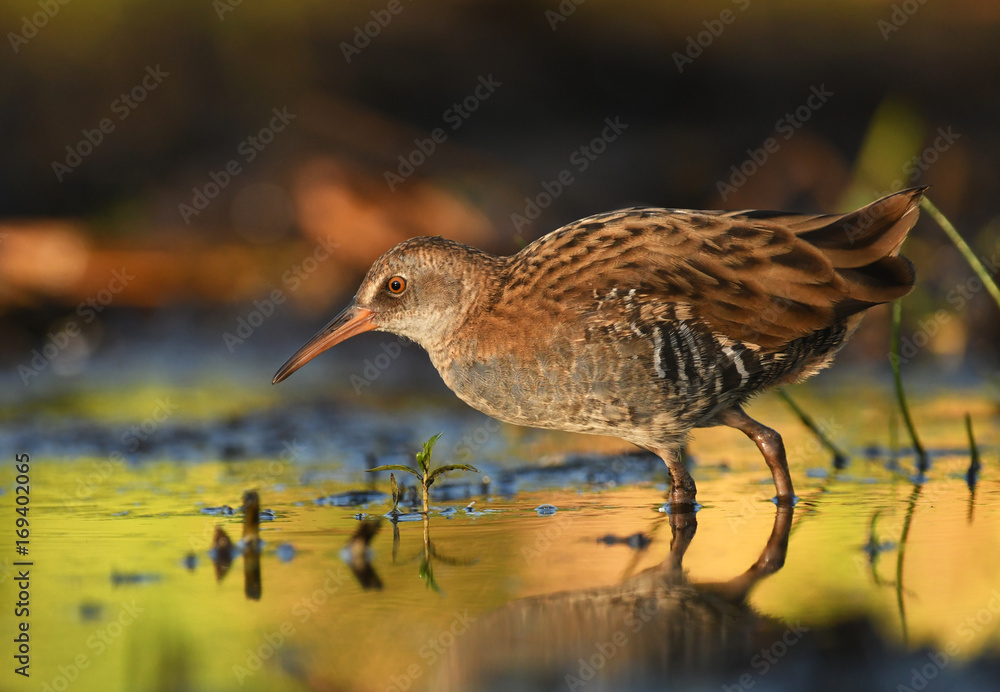Water Rail - Rallus aquaticus Water Rail - Rallus aquaticus