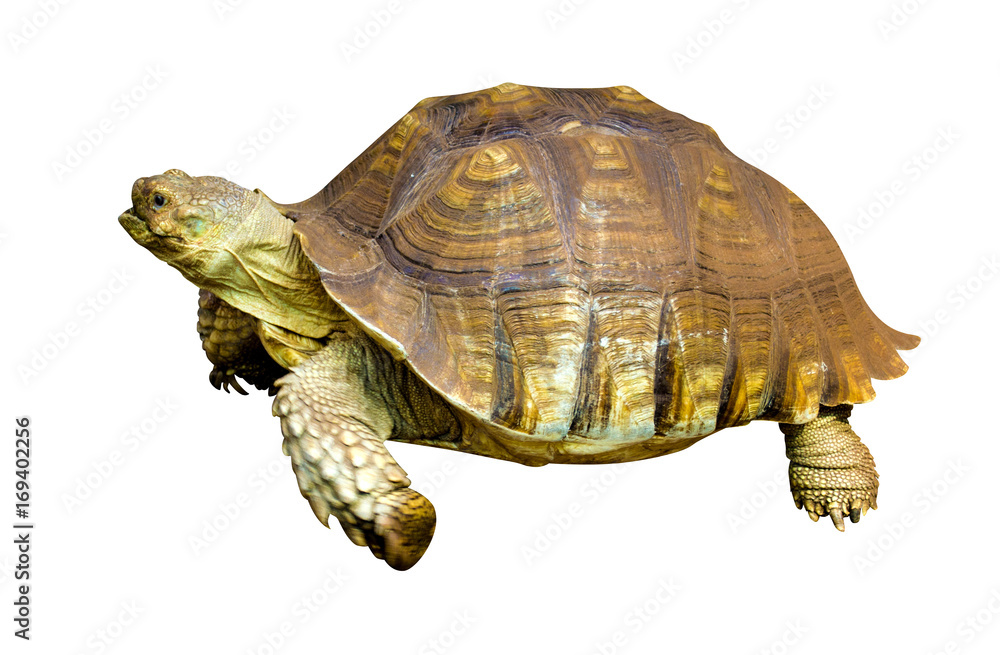 Obraz premium Sea Turtle isolated on white background