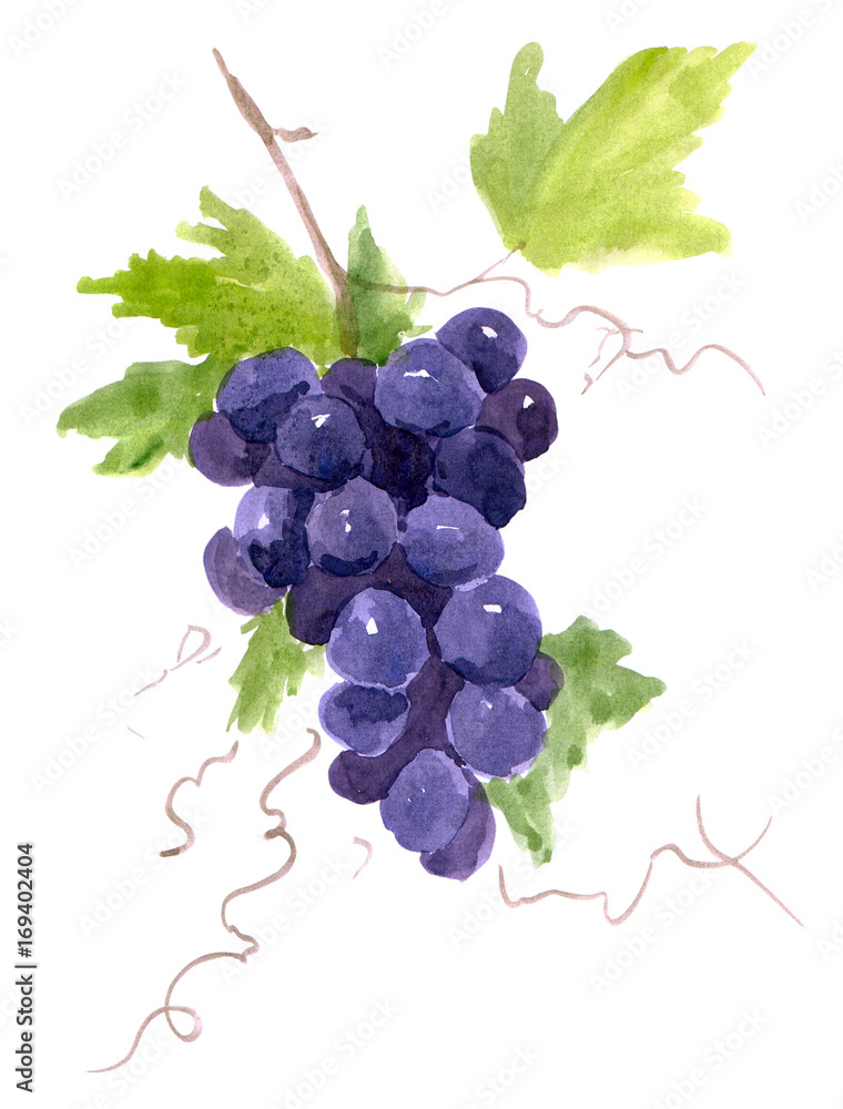 Рисунок акварелью Ветка винограда Иллюстрация Stock | Adobe Stock