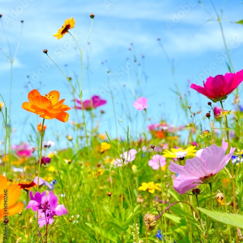 Fototapeta Naklejka Na Ścianę i Meble -  Grußkarte - bunte Blumenwiese - Sommerblumen