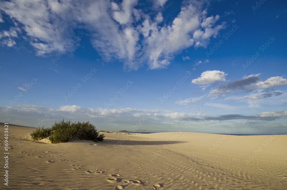 Sanddünen mit einer Pflanze und Wolkenhimmel.
