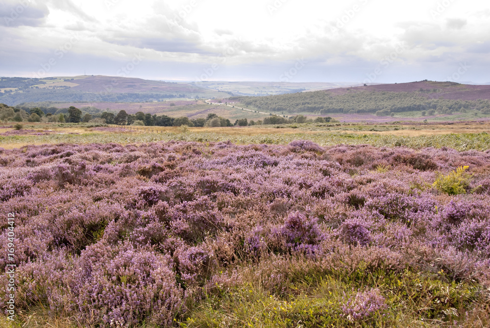 Pink Heather in the Peak District, UK