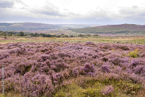 Pink Heather in the Peak District, UK