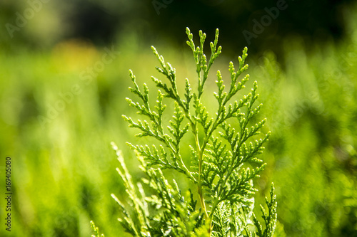 Christmas tree fir pine young