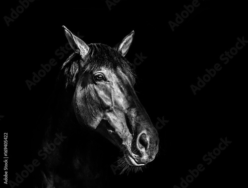 Fototapeta Naklejka Na Ścianę i Meble -  Head of horse in black and white