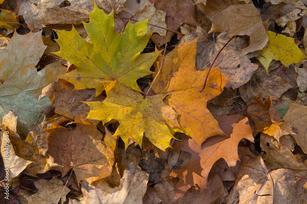 Yellow leaves are illuminated by the sun. Autumn background Yellow leaves are illuminated by the sun. Autumn background