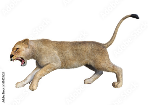 3D Rendering Female Lion on White