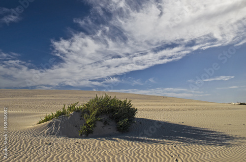 Überwachsener Sandhügel in einer Sanddünenlandschaft mit Windwolken.