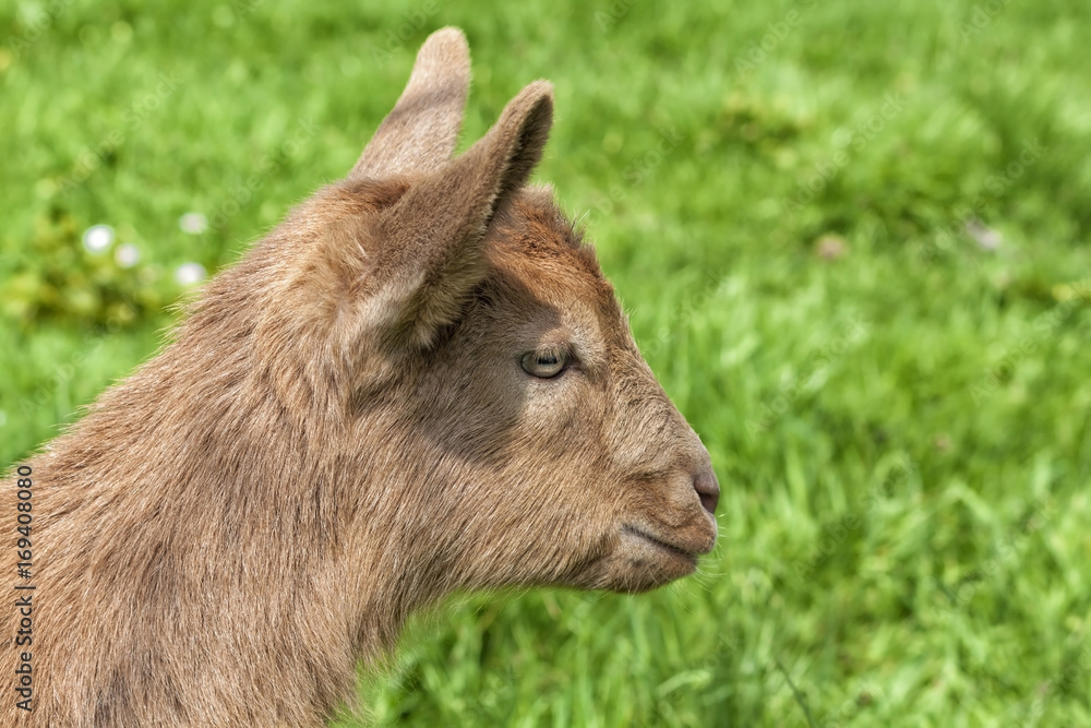 Portrait of a brown goatling on the meadow. Portrait of a brown goatling on the meadow.