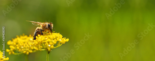 Фотография Honeybee harvesting pollen from flowers