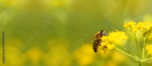 Honeybee harvesting pollen from flowers © viperagp