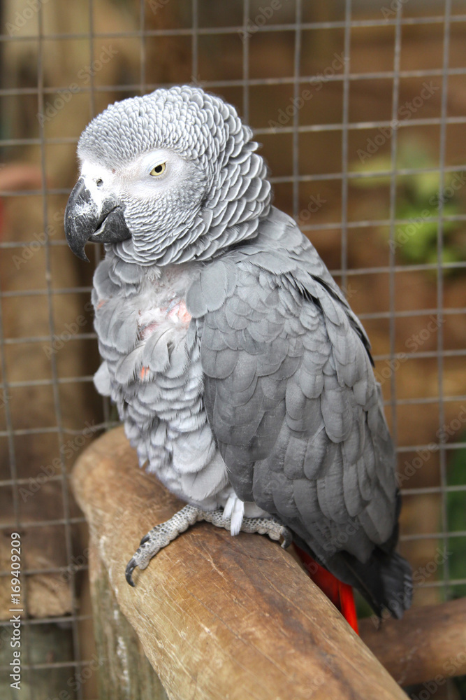 Fototapeta premium African Grey Parret, Pet