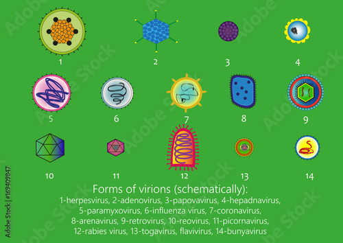 Forms of virions (schematically)  photo