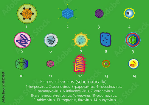 Forms of virions (schematically) 