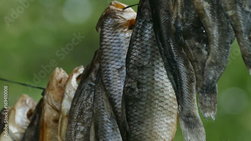 The fish is dried on a rope photo