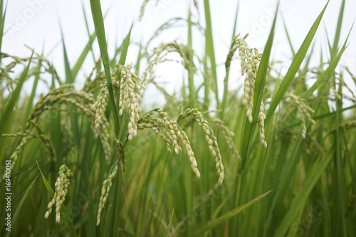 Rice paddy field at Zama, Japan start to ripe and turn yellowish.