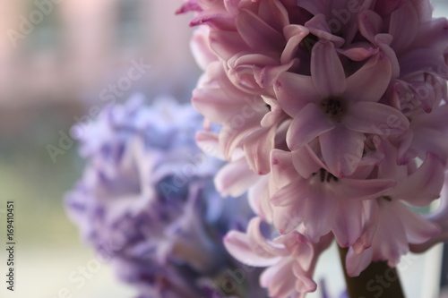 Fliederfarbene Blumen © Maria
