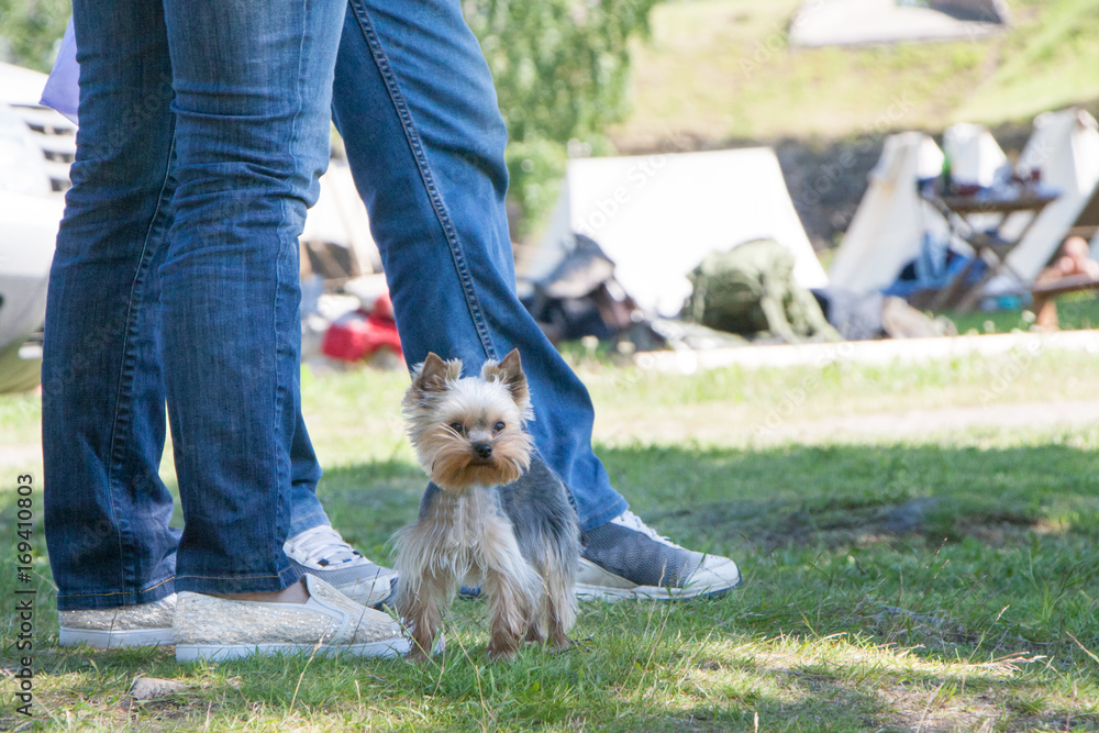 the dog going with owner the dog going with owner