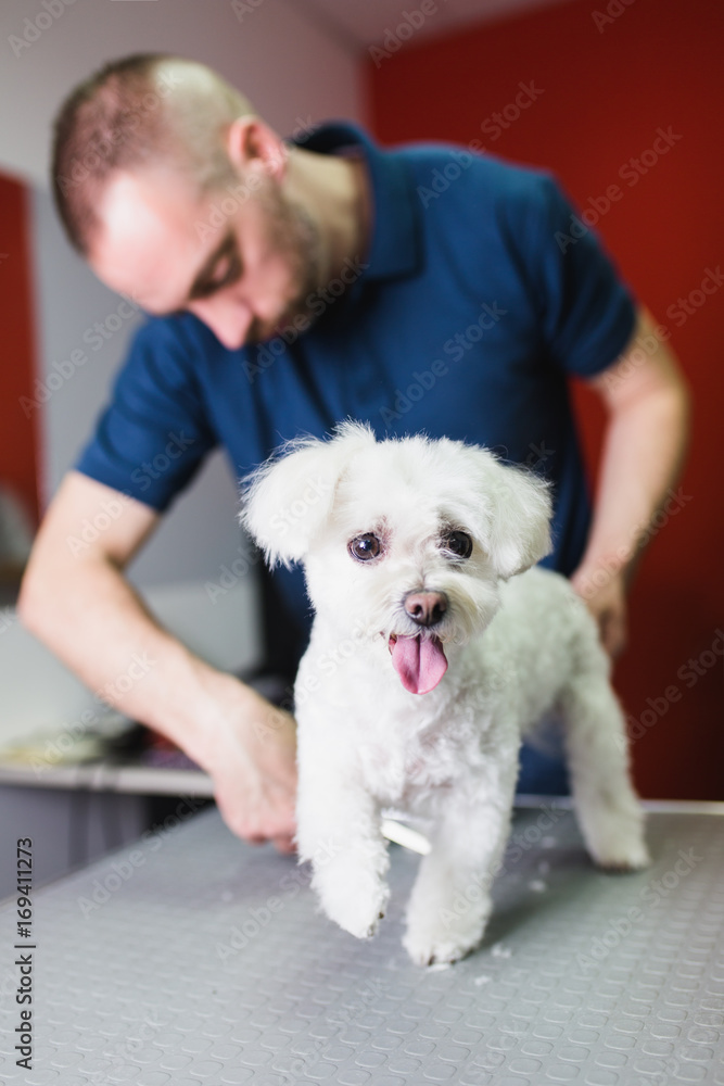 Male groomer cutting Maltese dog's coat at grooming salon. Male groomer cutting Maltese dog's coat at grooming salon.