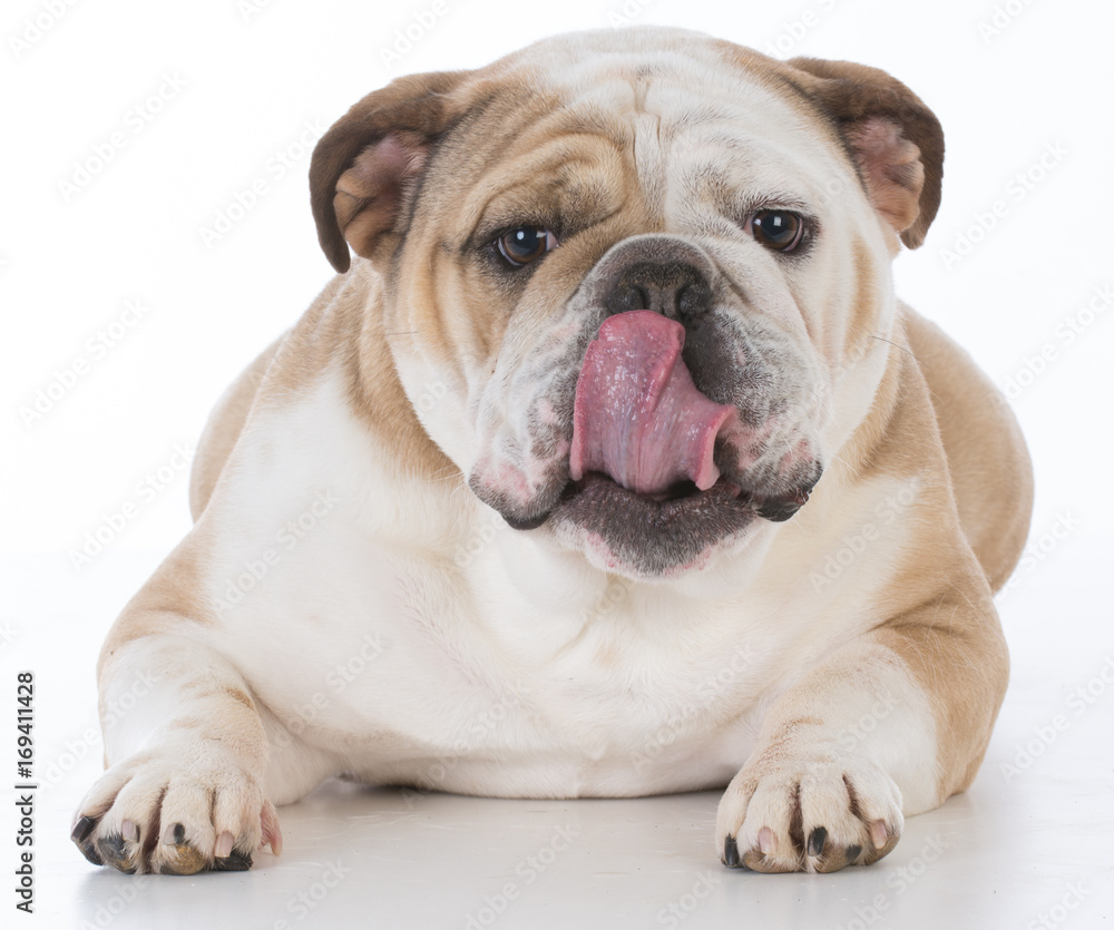 dog licking lips