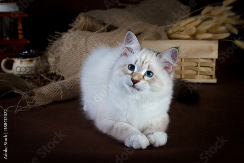 Purebred beautiful Neva masquerade cat, kitten on a brown background. Coffee grinder and box with dry flowers as decoration.