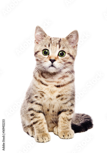 Portrait cute kitten Scottish Straight  isolated  on white background