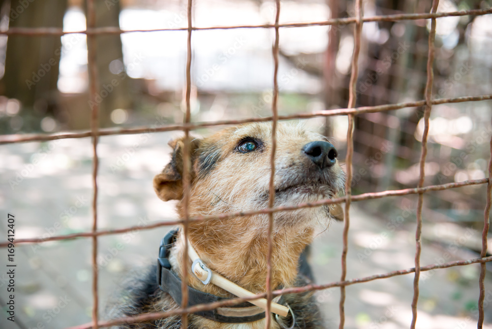 Dog's from dogs shelter living behind a iron fence