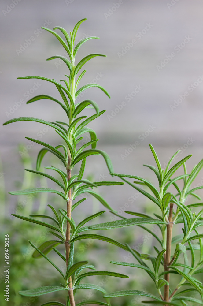 Fototapeta premium rosemary
