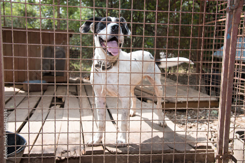 Dogs life in the iron cage