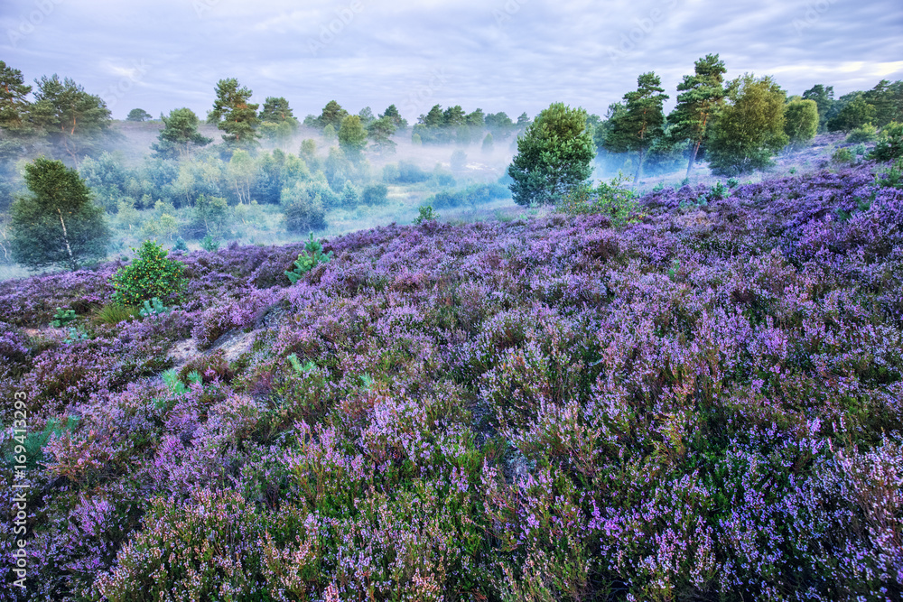 Fototapeta premium Lüneburg Heath, Morning Haze,, Germany