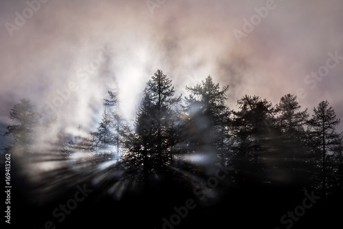 Orsiera Rocciavre Park, Chisone Valley, Piedmont, Italy. Larch trees in silhouette in the fog photo